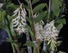 Den. Amethystoglossum (Orchideen Garten  ) (3)